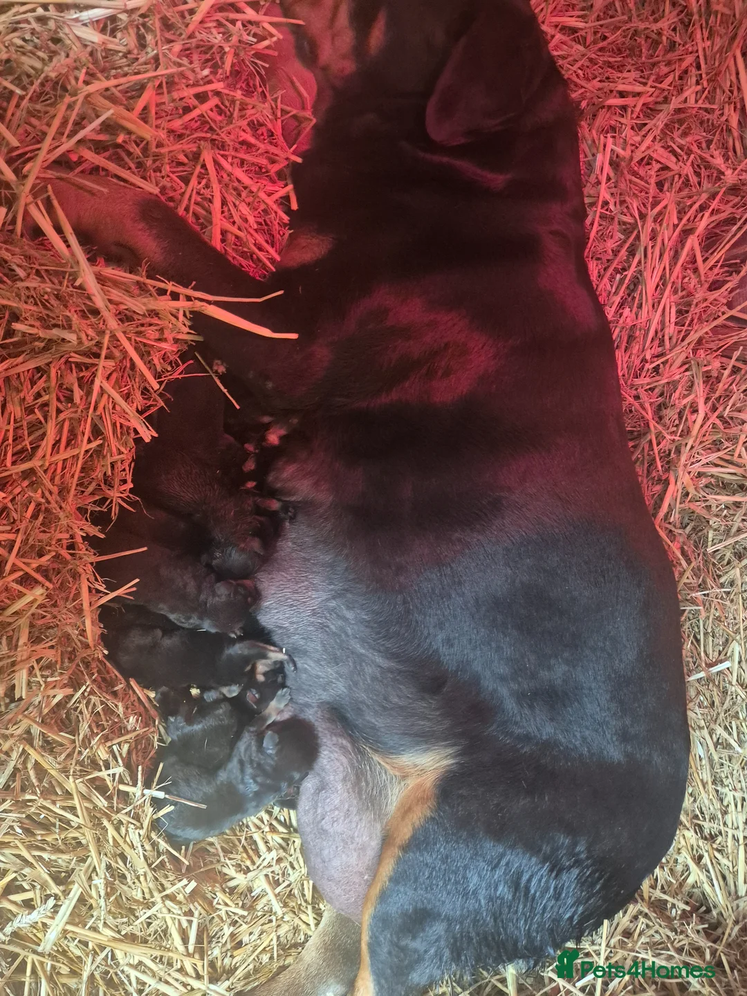 Rottweiler dogs for sale: Rottweiler puppies from imported parents  - Advert 4