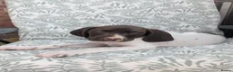 German Shorthaired Pointer dogs for sale: Beautiful German short haired pointer puppy's  - Advert 19