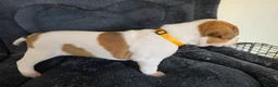 American Bulldog dogs for sale: ❤️  Ready in 2 weeks , last 3 available❤️  - Advert 9