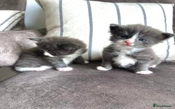 Maine Coon cats for sale: 😻GCCF HUGE RUSSIAN/GERMAN IMPORT MC KITTENS 😻 - Image 2