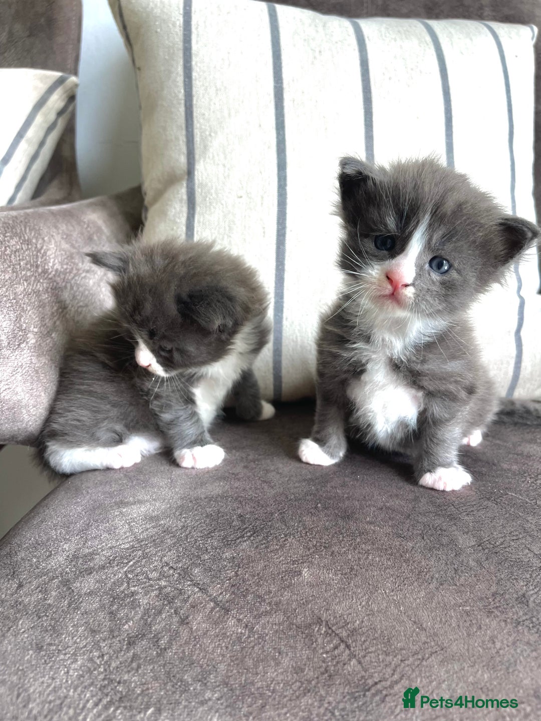 Maine Coon cats for sale: 😻GCCF HUGE RUSSIAN/GERMAN IMPORT MC KITTENS 😻 - Image 2