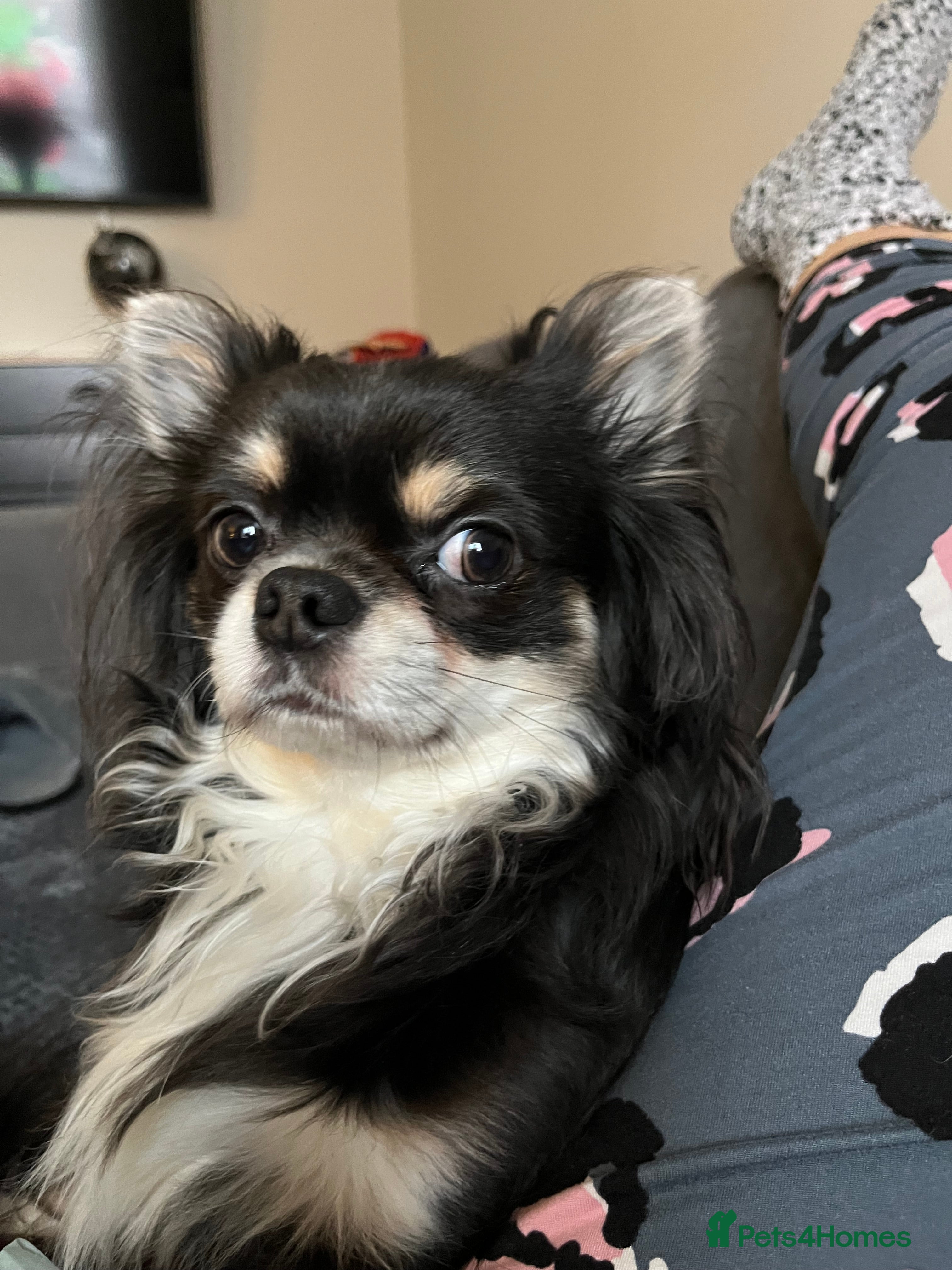 Chihuahua dogs Lilac tri long coat stud, bred by Chinechi - Advert 1