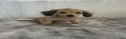 Miniature Dachshund dogs for sale: Beautiful long coat puppies ready now - Advert 19