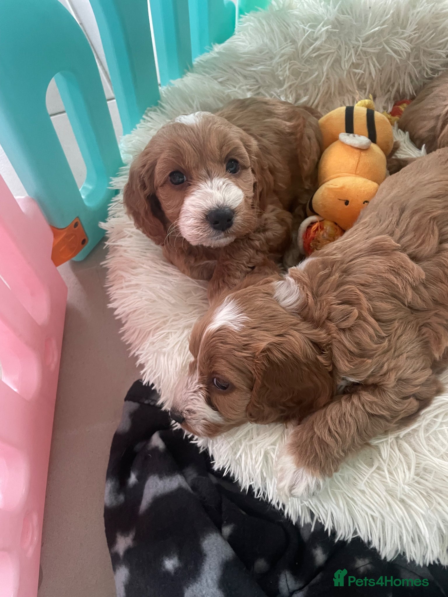 Cockapoo dogs F1 MINIATURE  SHOW-LINE COCKAPOO PUPPIES  - Advert 2