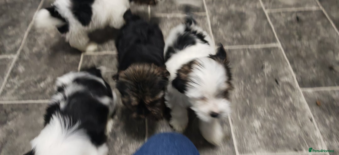 Biewer Terrier dogs for sale: Last Biewer terrier pup.Colourful Yorkshire Yorkie - Advert 2