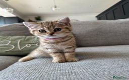 British Shorthair cats for sale: BSH kittens for sale - SOLD - Image 1