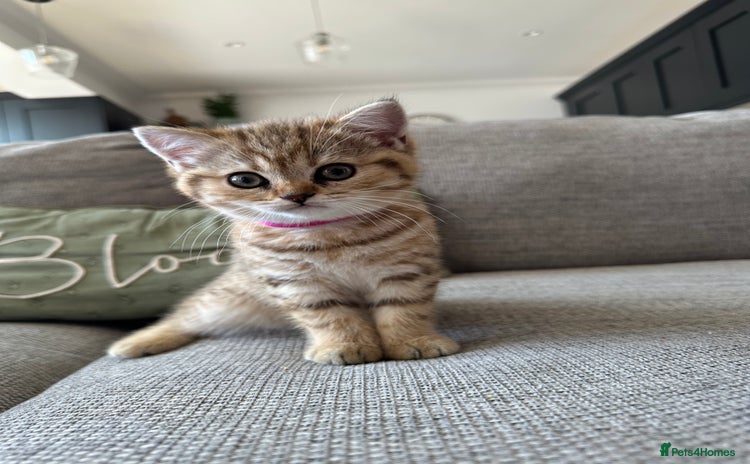 British Shorthair cats - Advert 10