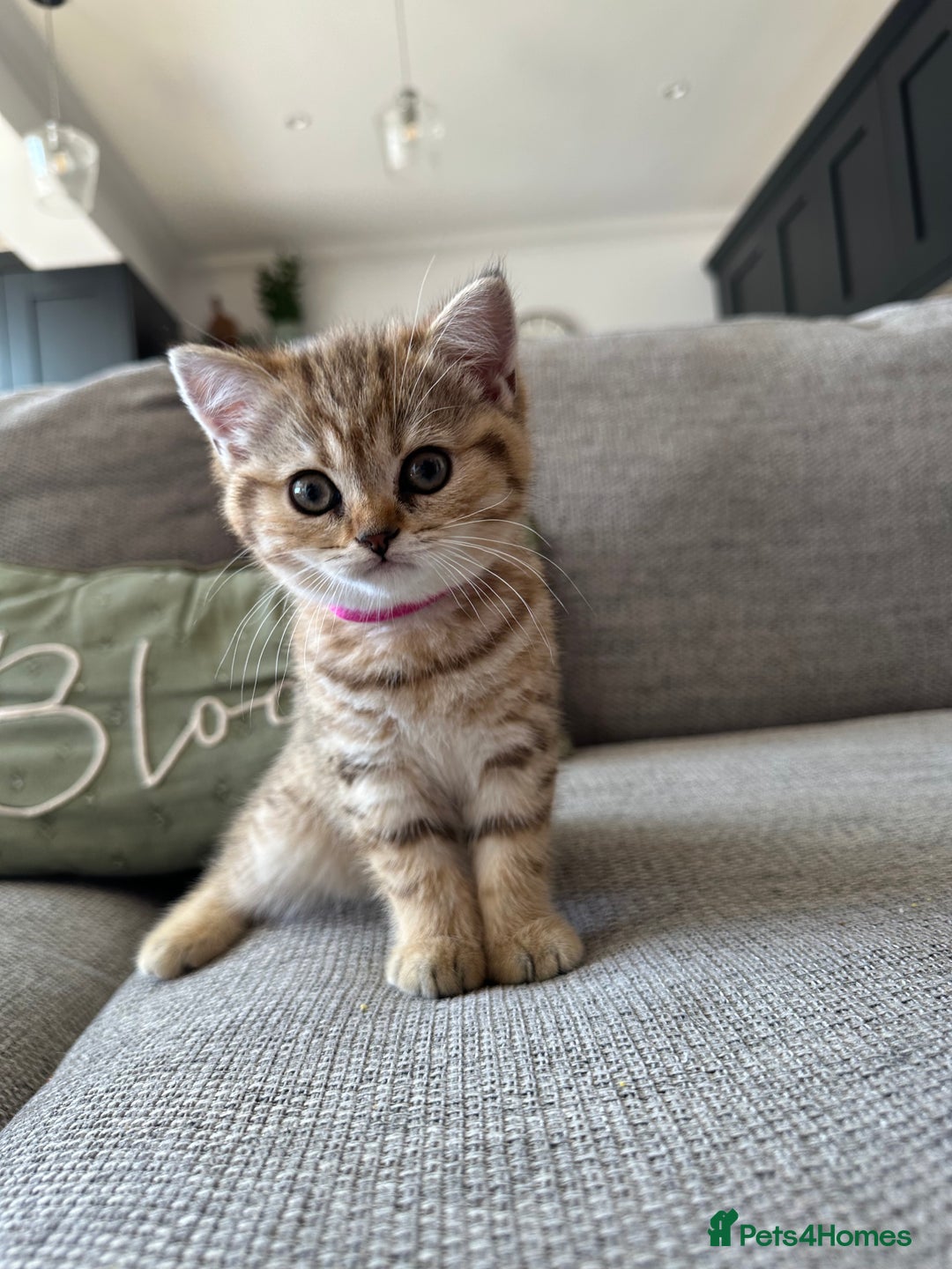 British Shorthair cats for sale: BSH kittens for sale - SOLD - Image 1