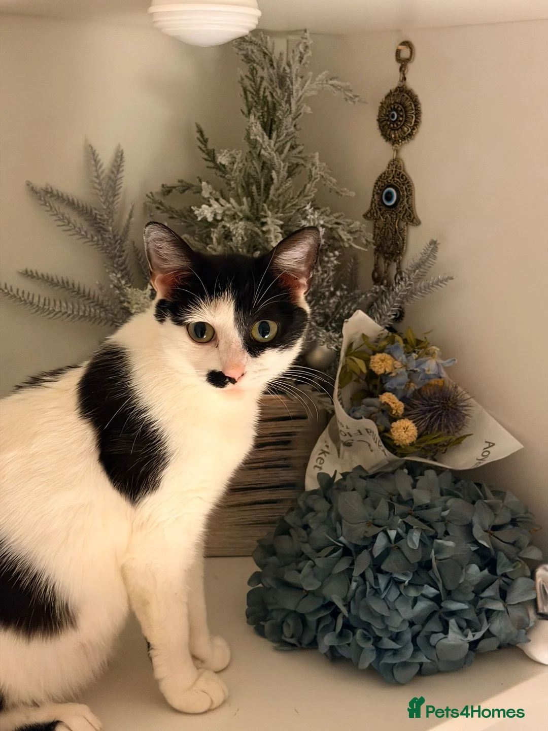 Domestic Shorthair cats for sale: Beautiful Healthy Kittens & Young Mother Cat - Advert 1