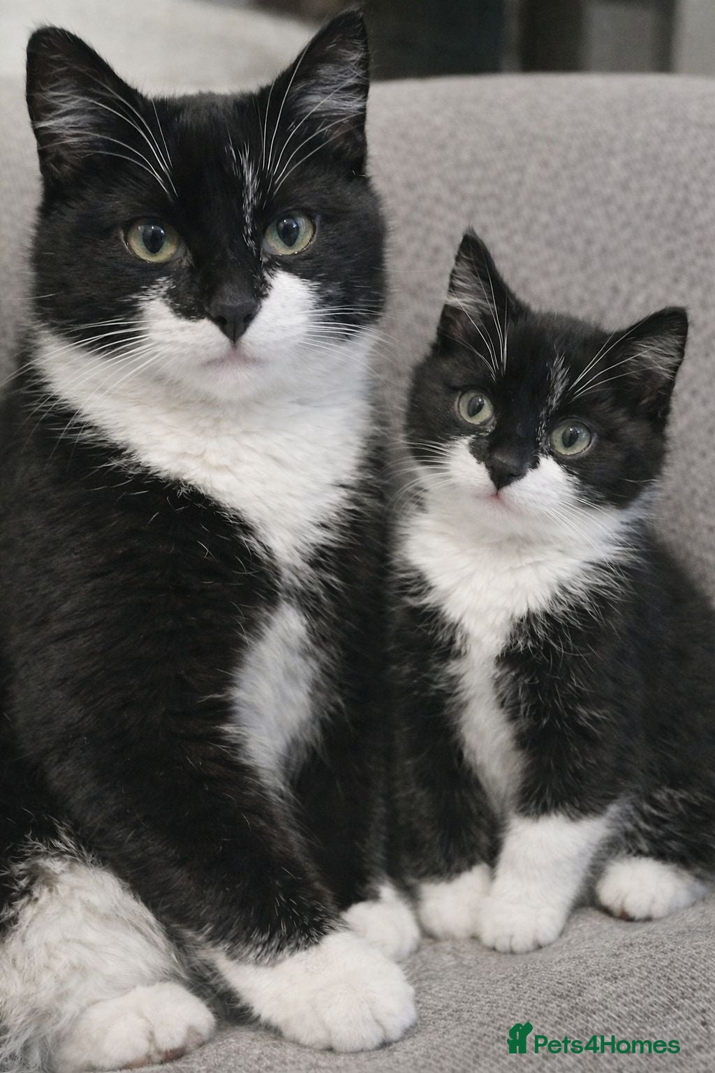 Domestic Shorthair cats Adorable Black & White Domestic Shorthair Kitten  - Advert 12