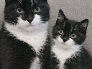 Domestic Shorthair cats Adorable Black & White Domestic Shorthair Kitten - Advert 12