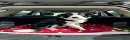 Border Collie dogs for sale: Freddy our 9 month collie in Gloucester - Advert 4