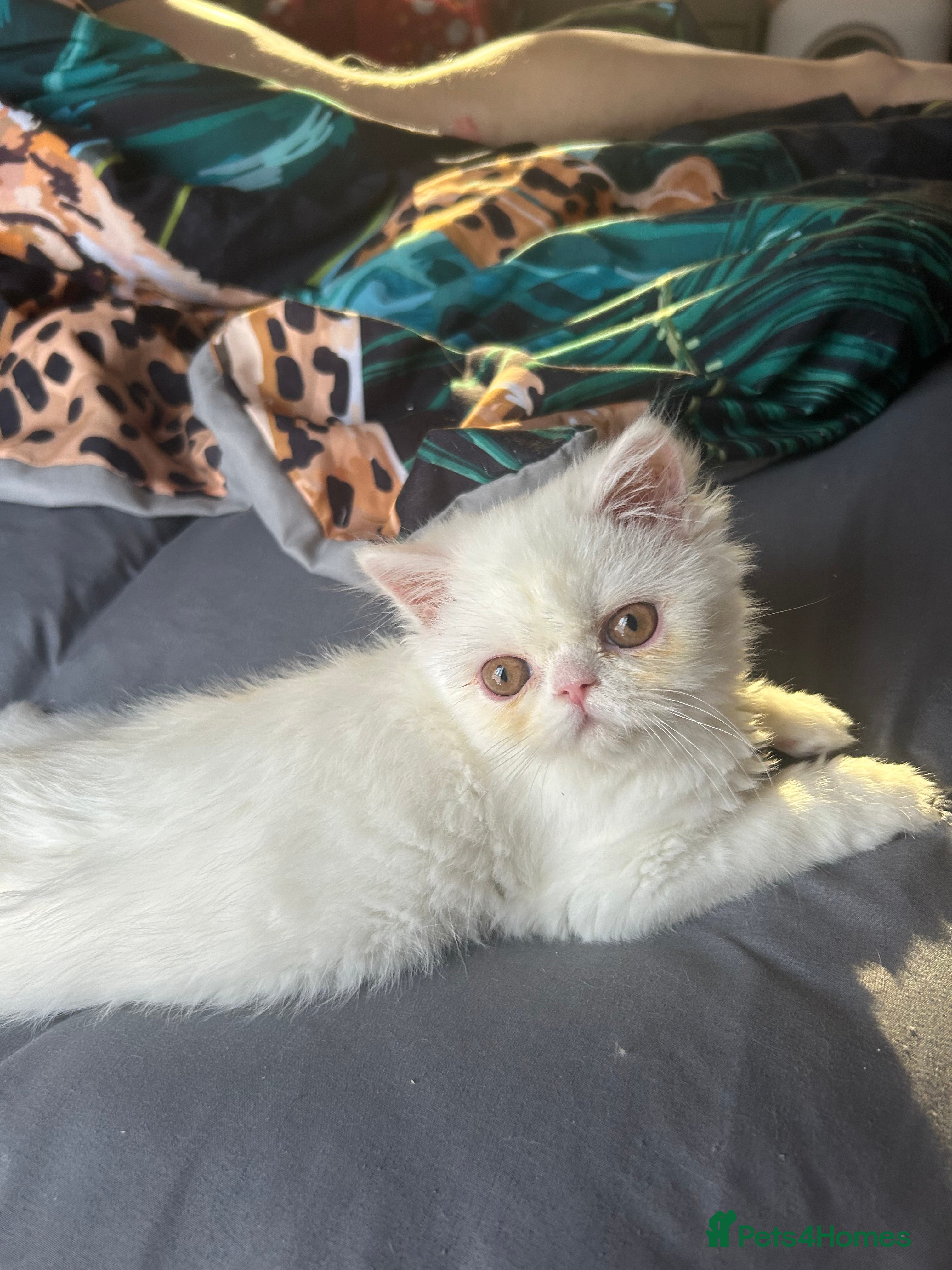 Persian cats Beautiful Persian kittens - Advert 5