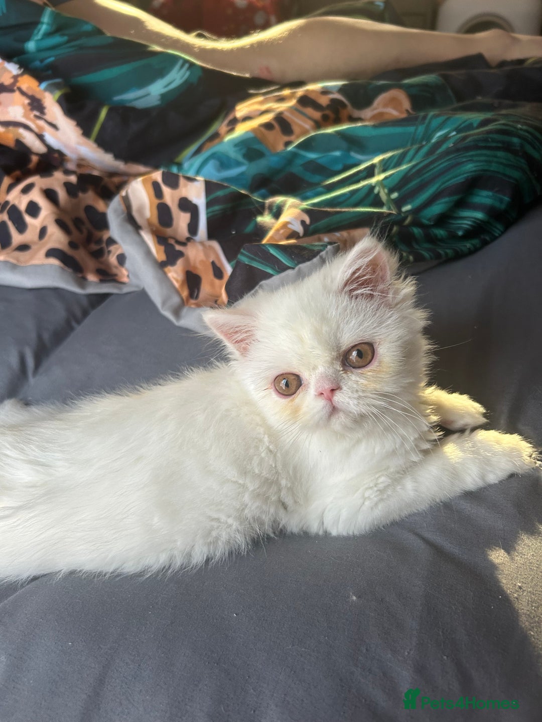 Persian cats for sale: Beautiful Persian kittens - Advert 1