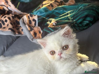 Persian cats Beautiful Persian kittens - Advert 5