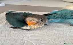 Lovebirds birds for sale: Hand-Reared Baby Lovebirds - Pair (DNA) - Image 5