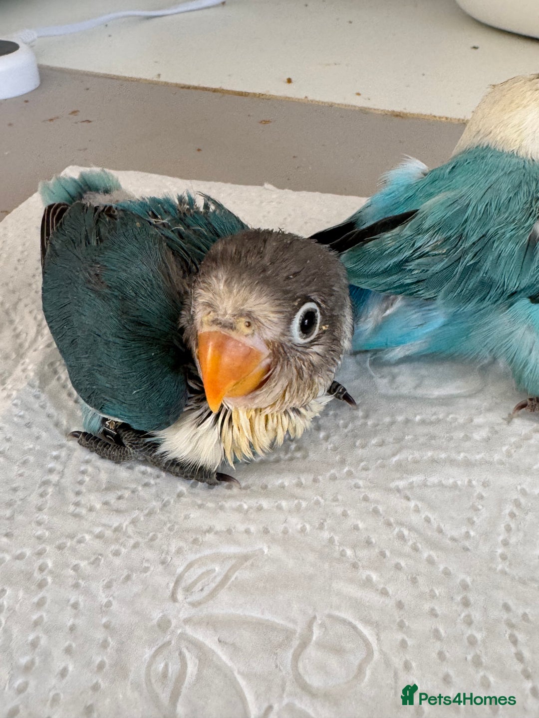 Lovebirds birds for sale: Hand-Reared Baby Lovebirds - Pair (DNA) - Image 5