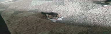 Mixed Breed Kitten 1