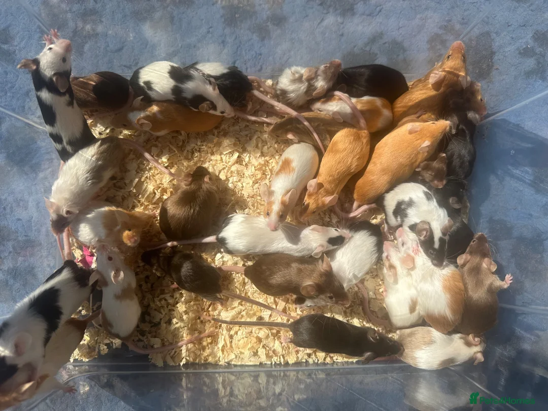 Mouse rodents for sale: Pet Fancy Mice - Advert 1