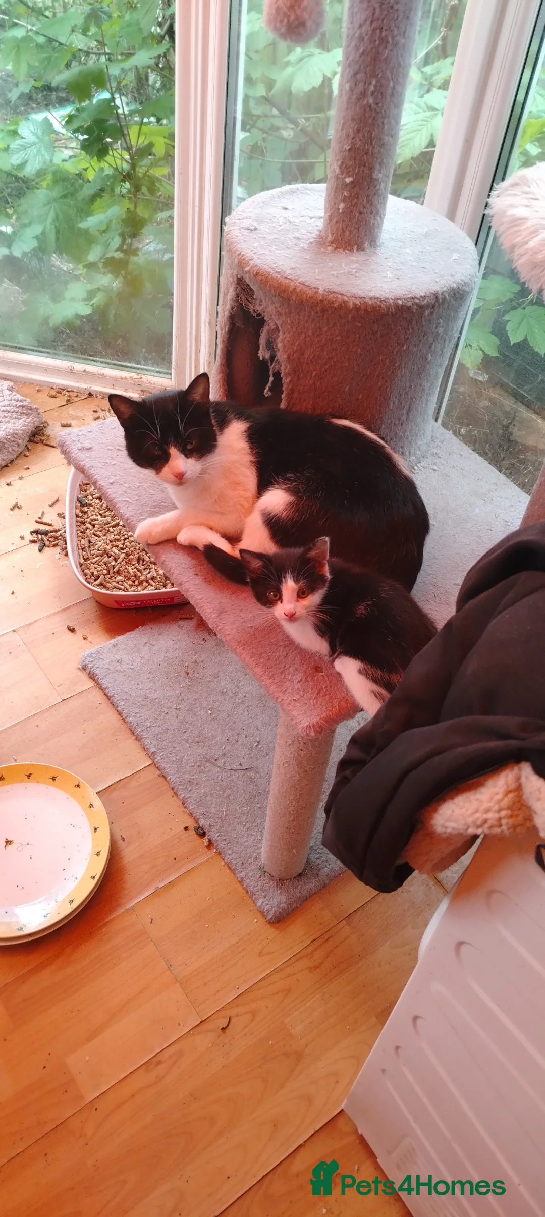 Mixed Breed cats for sale: Female tuxedo kitten in Leeds - Advert 1