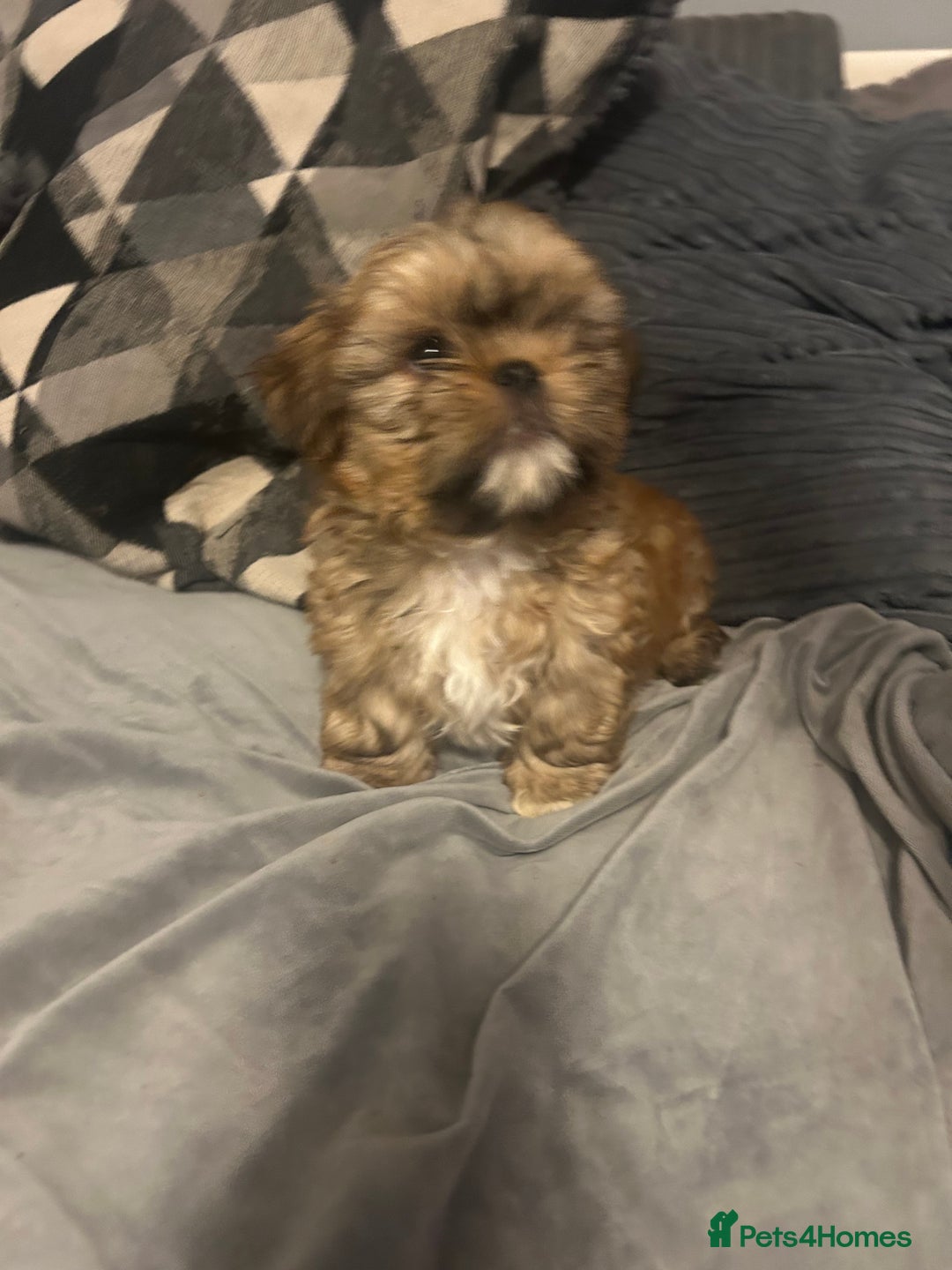 Shih Tzu dogs for sale: Gorgeous little boy - Advert 6