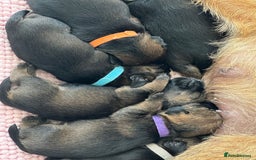 Border Terrier dogs for sale: Border Terrier Puppies (ready 22 Oct 2025) - Image 12