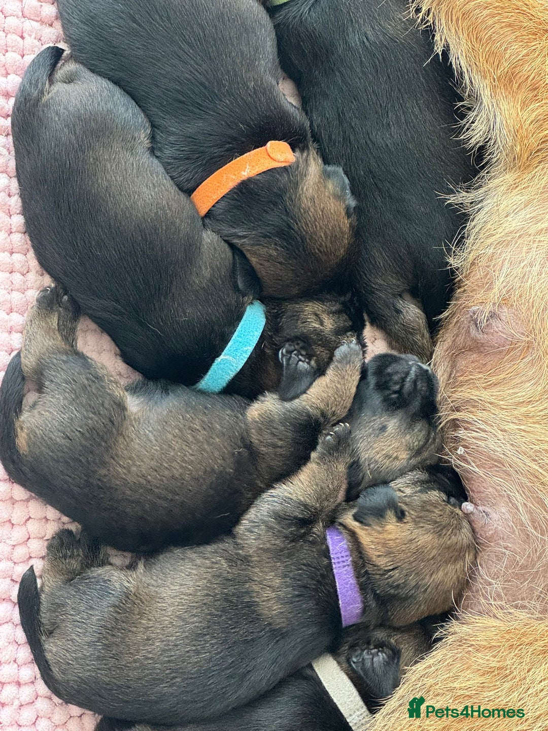 Border Terrier dogs for sale: Border Terrier Puppies (ready 22 Oct 2025) - Image 12