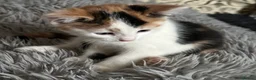 Mixed Breed cats for sale: Turkish Angora x Ragdoll x BLH  - Advert 6