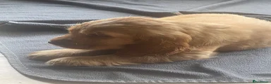 Cocker Spaniel Harry