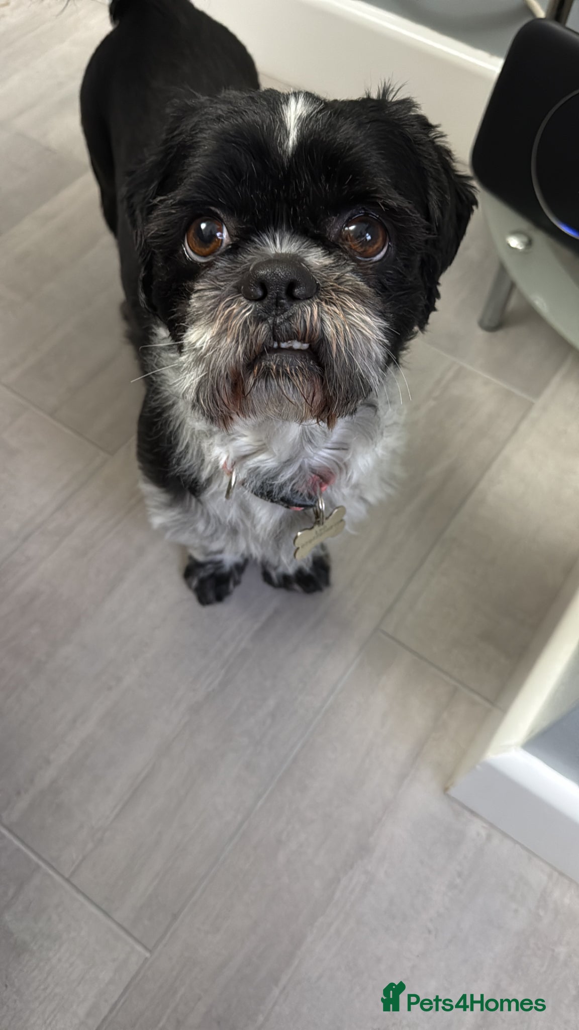 Shih Tzu dogs Shih Tzu for stud! - Advert 2