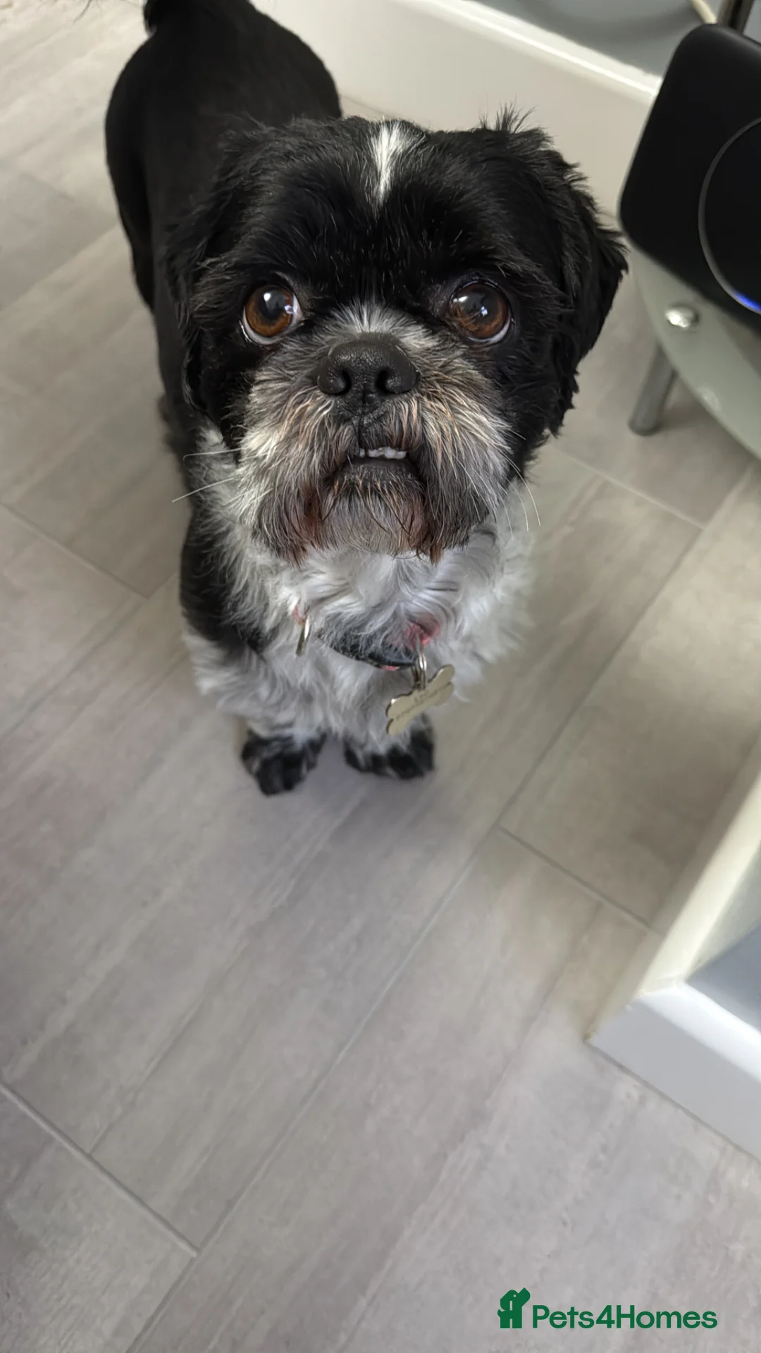 Shih Tzu dogs for stud: Shih Tzu for stud! - Advert 1