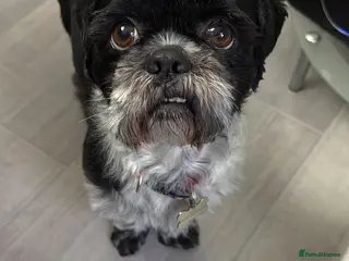 Shih Tzu dogs Shih Tzu for stud! - Advert 2