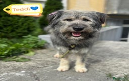 Mixed Breed dogs for adoption: 💙🐶 TEDDI 🐶💙 - Image 1