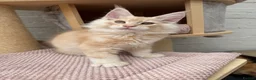 Maine Coon cats for sale: TICA pedigree Stunning Maine coon kittens  - Advert 15