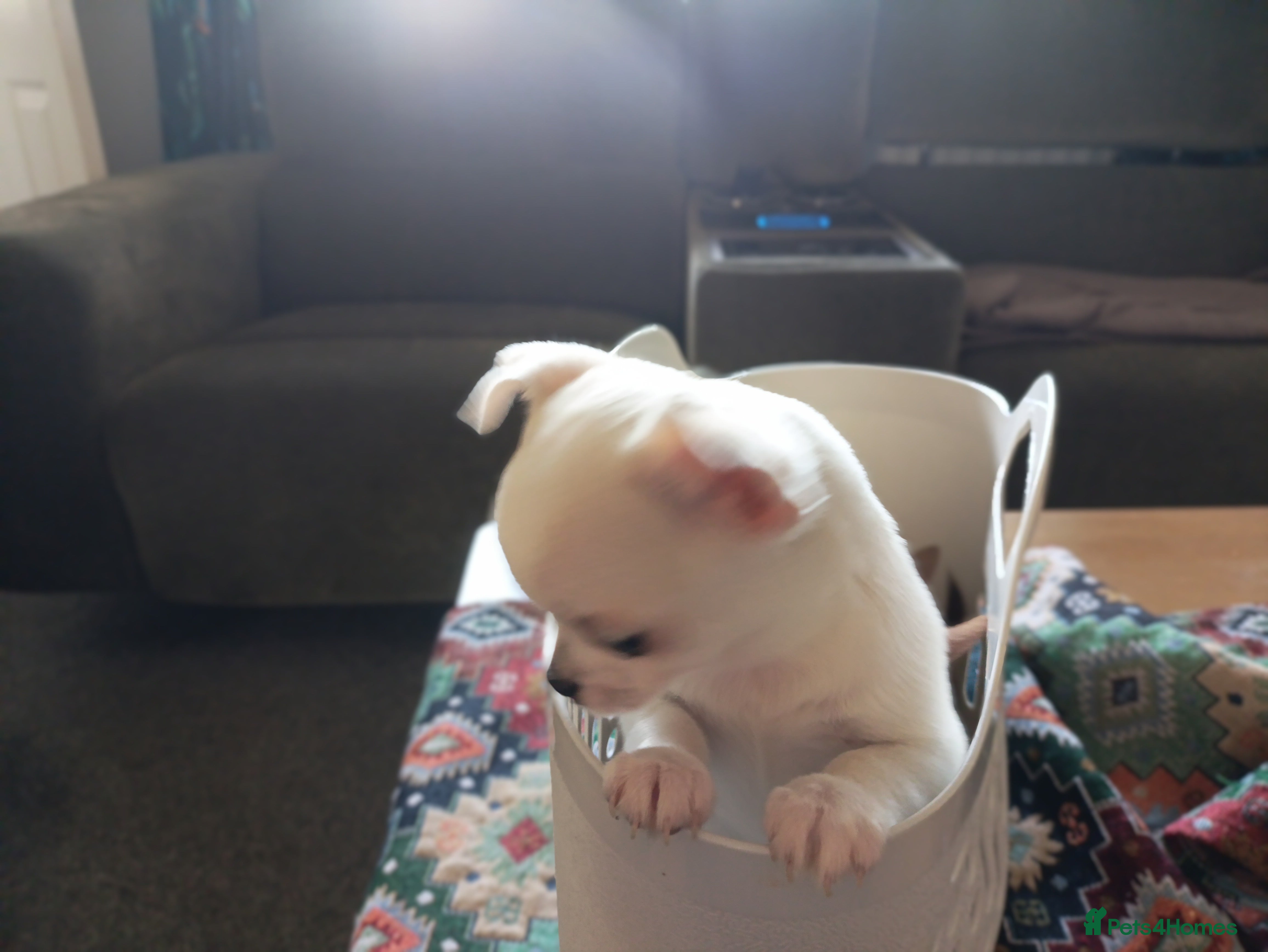 Chihuahua dogs ****All Still Available 28/feb*** - Advert 6