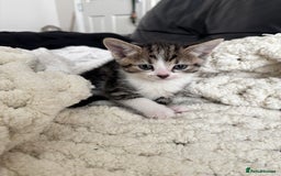 Domestic Shorthair cats for sale: 6 female kitten for sale - Image 10