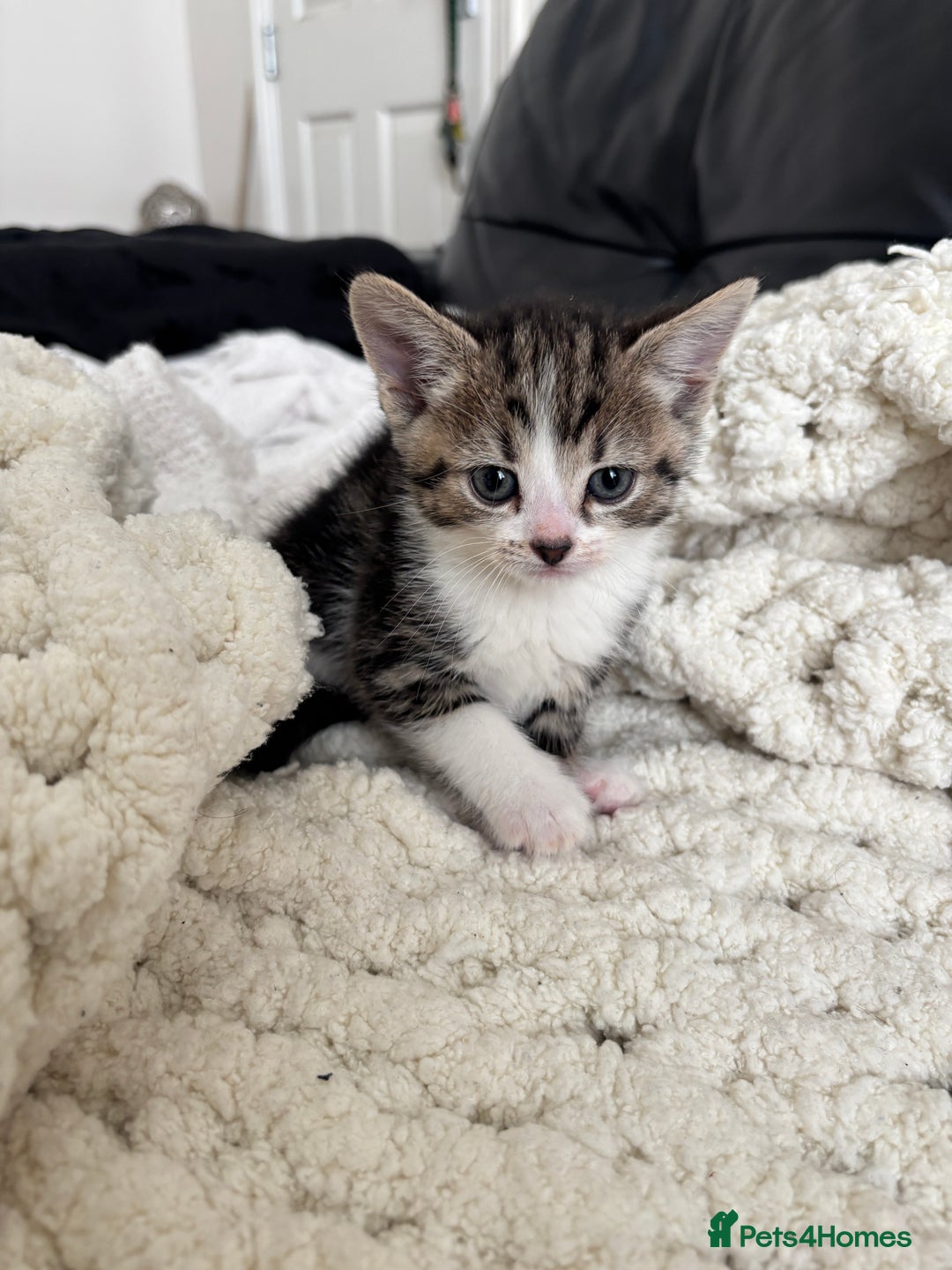 Domestic Shorthair cats for sale: 6 female kitten for sale - Image 10