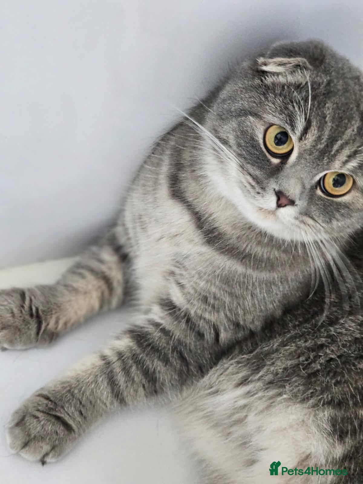 Scottish Fold cats CHAO-HEALTHY HAPPY LAPCAT NEUTERED VACINATED - Advert 3