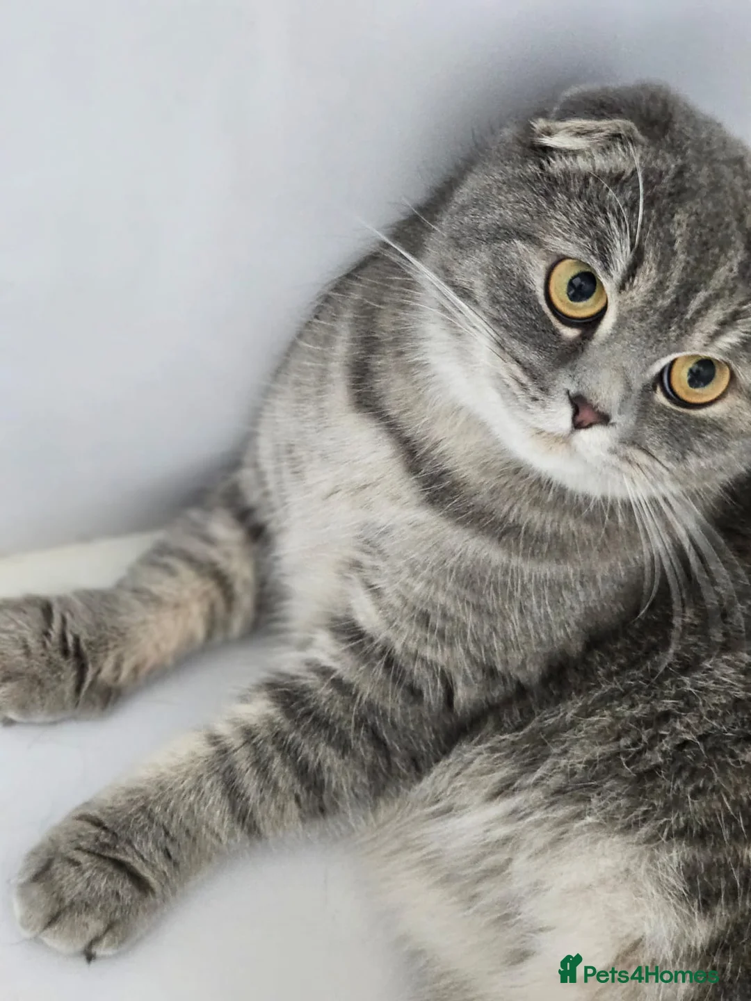 Scottish Fold cats for adoption: CHAO-HEALTHY HAPPY LAPCAT NEUTERED VACINATED - Advert 1