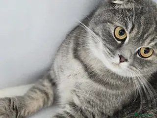 Scottish Fold cats CHAO-HEALTHY HAPPY LAPCAT NEUTERED VACINATED - Advert 3