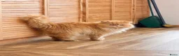 Siamese cats for sale: Beautiful Siamese x Persian kittens ready to go - Advert 2