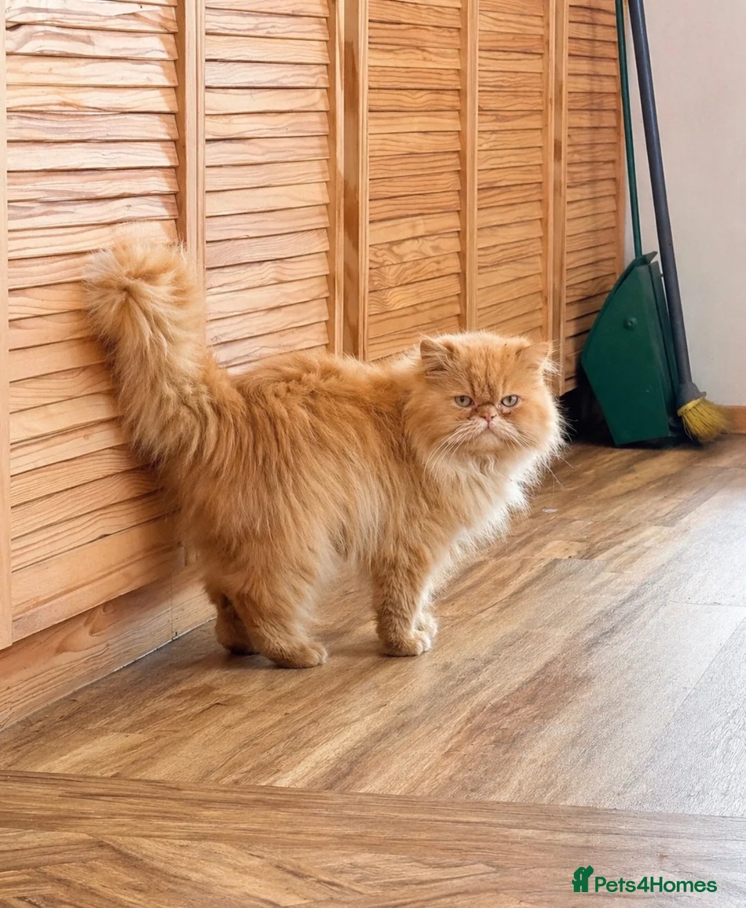 Siamese cats for sale: Beautiful Siamese x Persian kittens ready to go - Advert 2
