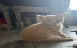 Burmese cats for sale: Kittens  - Image 1