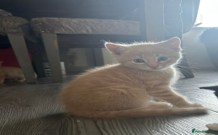 Burmese cats - Advert 1