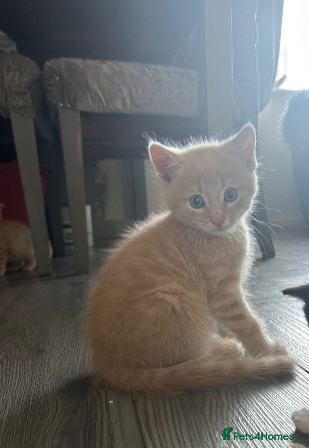 Burmese cats for sale: Kittens  - Image 1