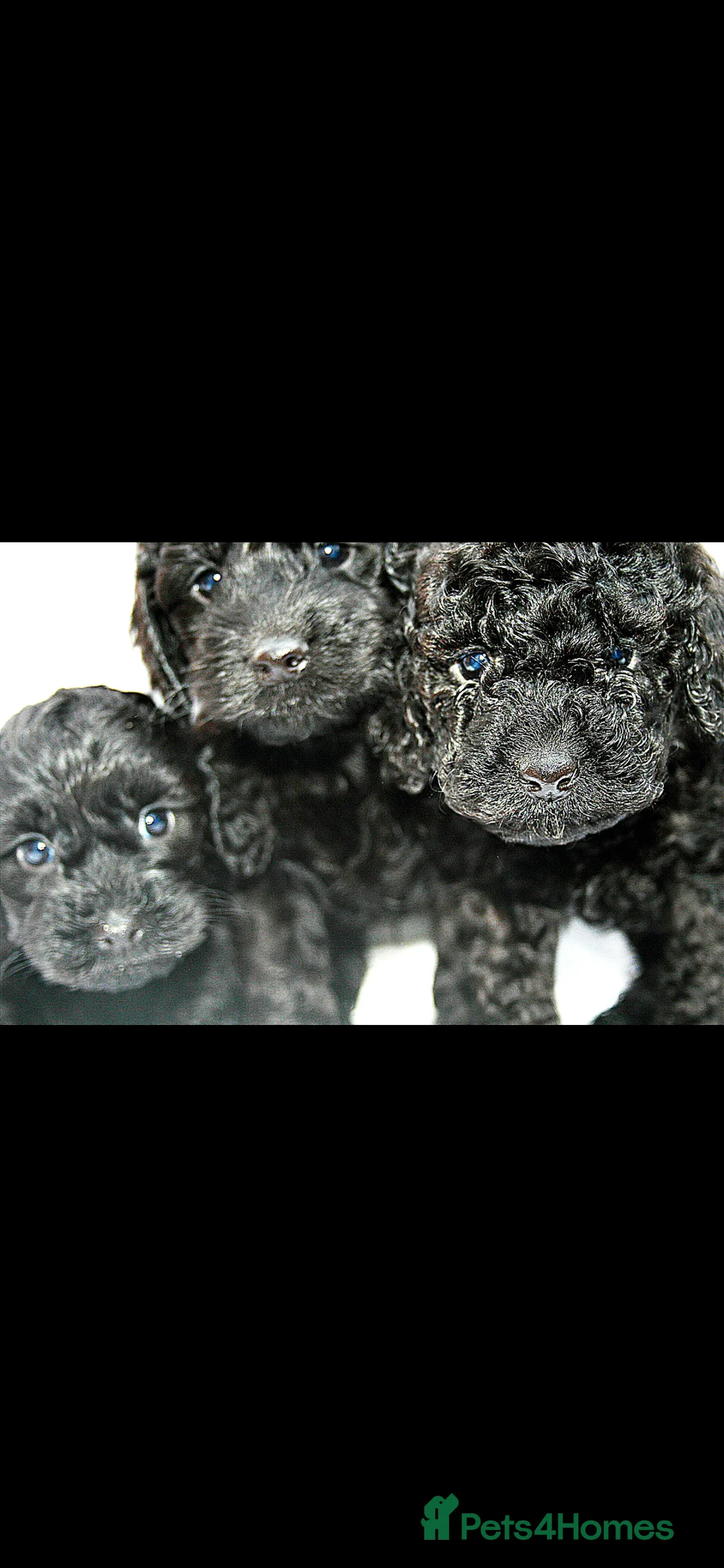 Cockapoo dogs for sale: F1B Mini Cockapoos - Advert 2