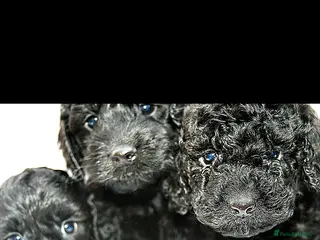 Cockapoo dogs F1B Mini Cockapoos - Advert 3