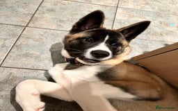 Huskita dogs for sale: Huskita  - Image 3