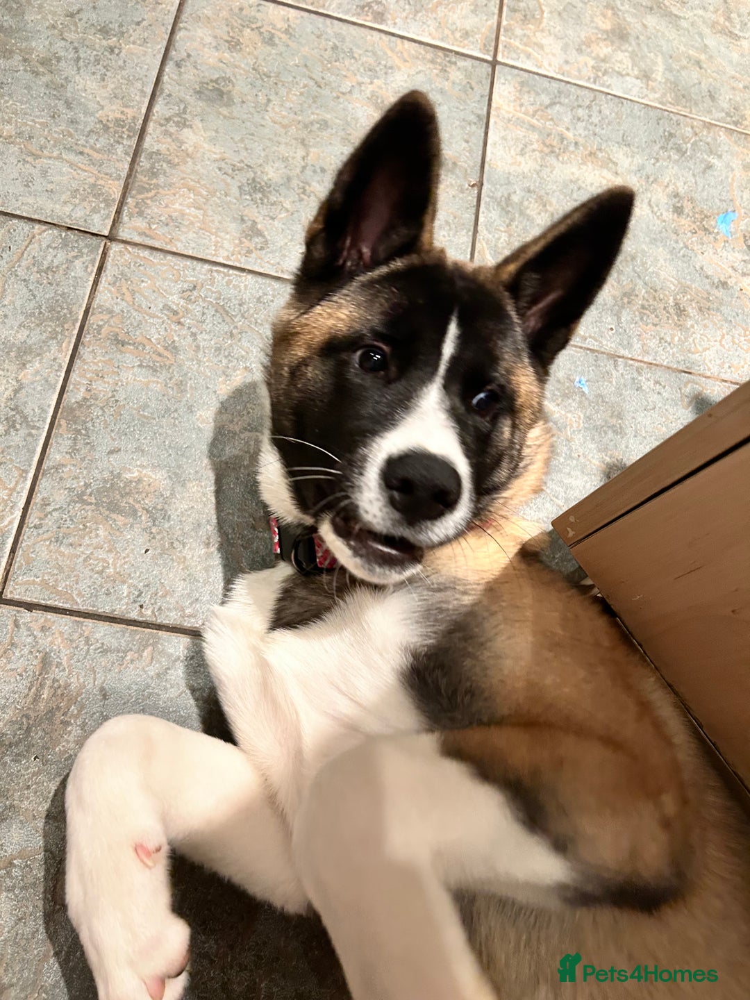 Huskita dogs for sale: Huskita  - Image 3