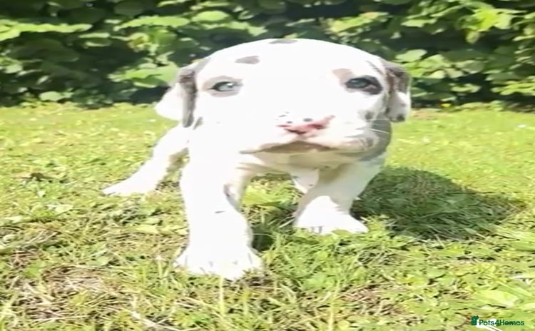 Great Dane dogs in Maidstone - Advert 1